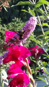 Hummingbird Moth 
