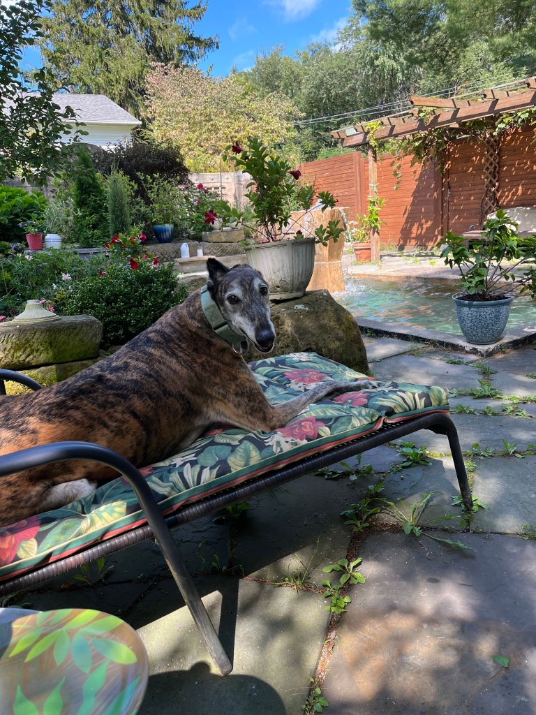 greyhound on the patio